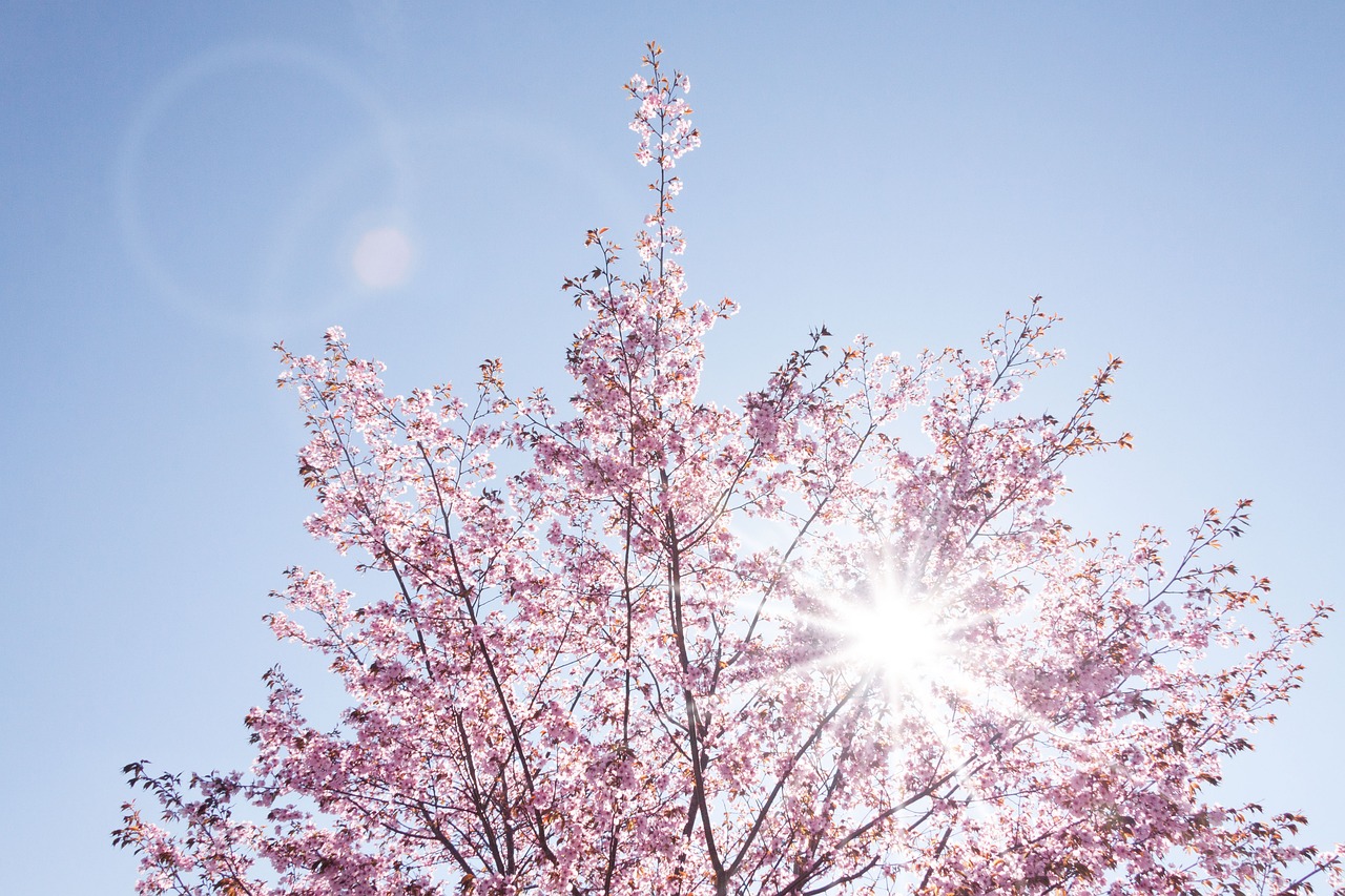 How to Create and Maintain a Japanese Garden